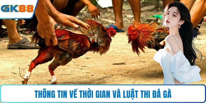 Thông tin về thời gian và luật thi đá gà