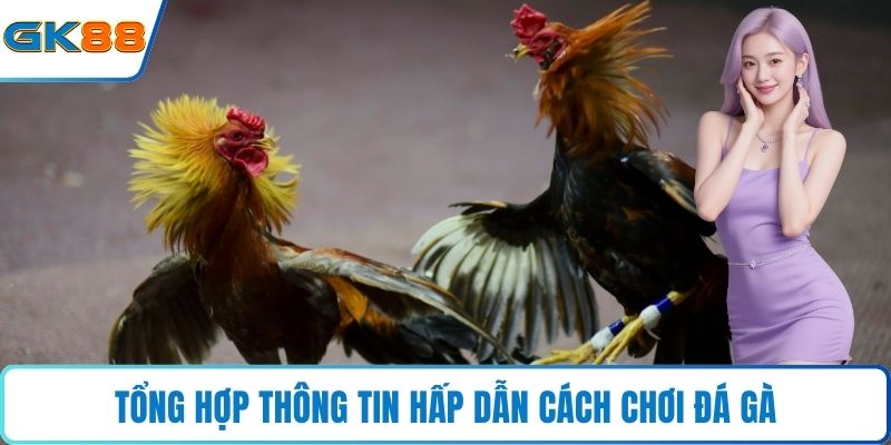 Tổng hợp thông tin hấp dẫn cách chơi đá gà