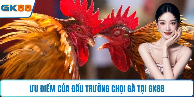 Ưu điểm của đấu trường chọi gà tại GK88